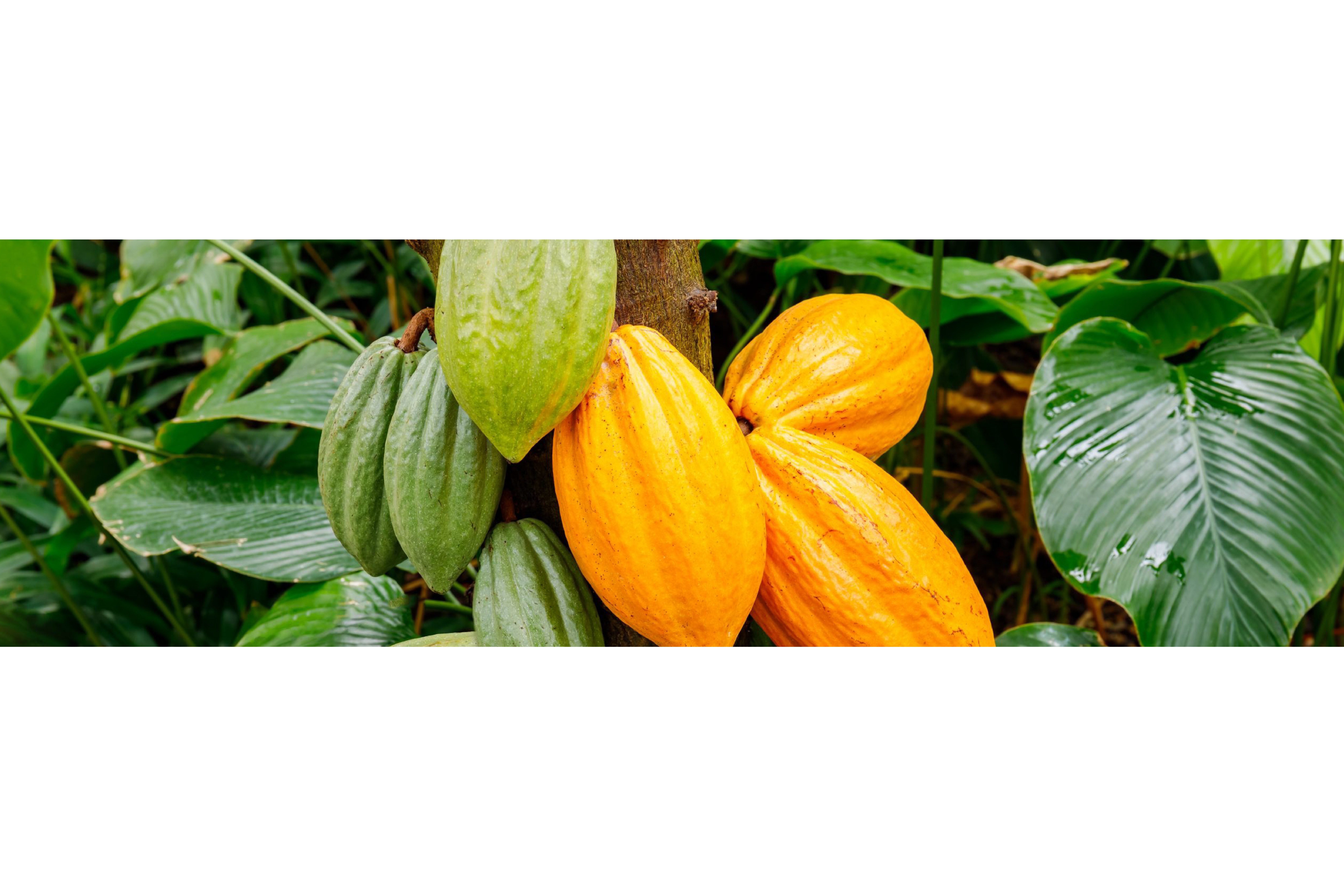 Cacao Africain