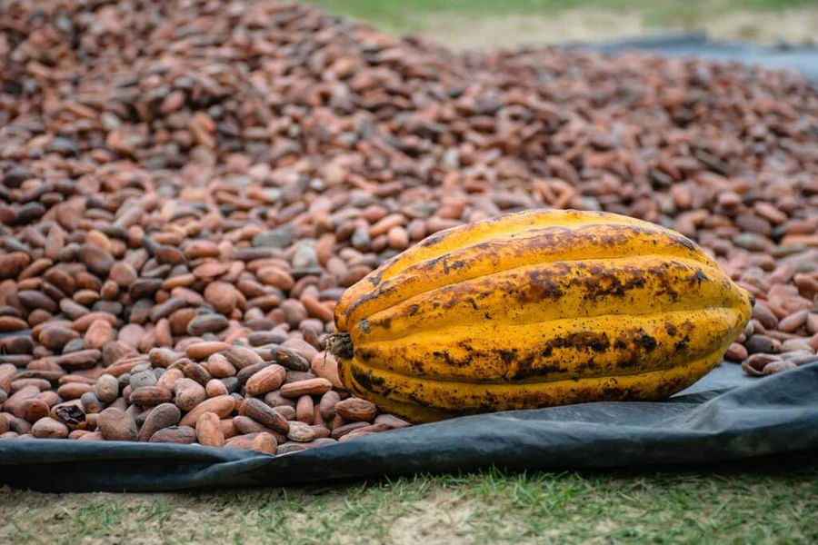 Plantation de Cacao